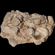 Crinoid specimen Cambrian 130g in sunlight - Rocks and Things Store