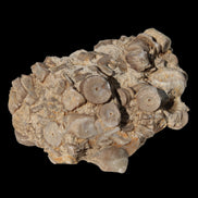 Crinoid specimen Cambrian 130g in sunlight - Rocks and Things Store