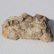 Crinoid specimen Cambrian 130g Rocks and Things