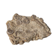 Crinoid specimen Cambrian 130g Rocks and Things