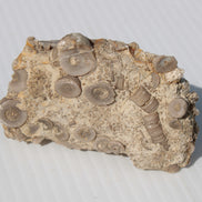 Crinoid specimen Cambrian 130g Rocks and Things