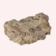 Crinoid specimen Cambrian 130g Rocks and Things