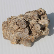 Crinoid specimen Cambrian 130g Rocks and Things