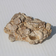 Crinoid specimen Cambrian 130g Rocks and Things