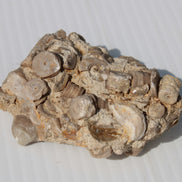 Crinoid specimen Cambrian 130g Rocks and Things