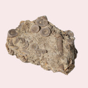 Crinoid specimen Cambrian 130g Rocks and Things