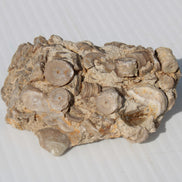 Crinoid specimen Cambrian 130g Rocks and Things