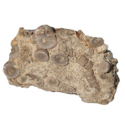 Crinoid specimen Cambrian 130g Rocks and Things