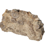 Crinoid specimen Cambrian 130g Rocks and Things