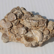 Crinoid specimen Cambrian 130g Rocks and Things