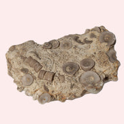 Crinoid specimen Cambrian 130g Rocks and Things