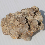 Crinoid specimen Cambrian 130g Rocks and Things