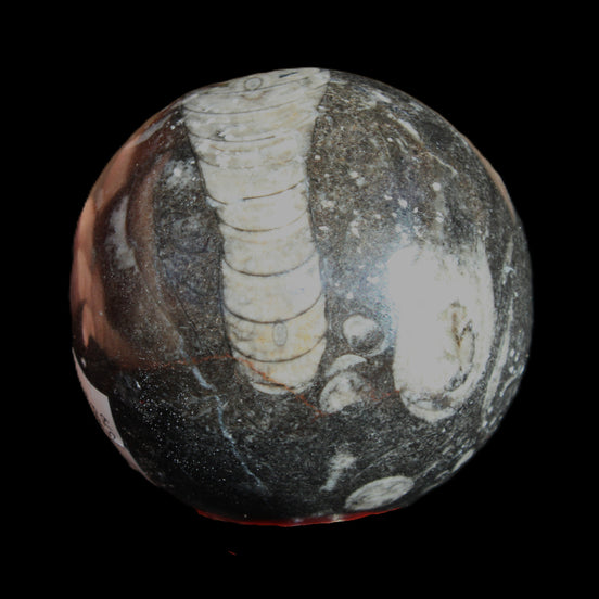 Orthoceras sphere 345g in sunlight - Rocks and Things Store
