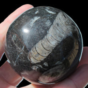 Orthoceras sphere 345g Rocks and Things