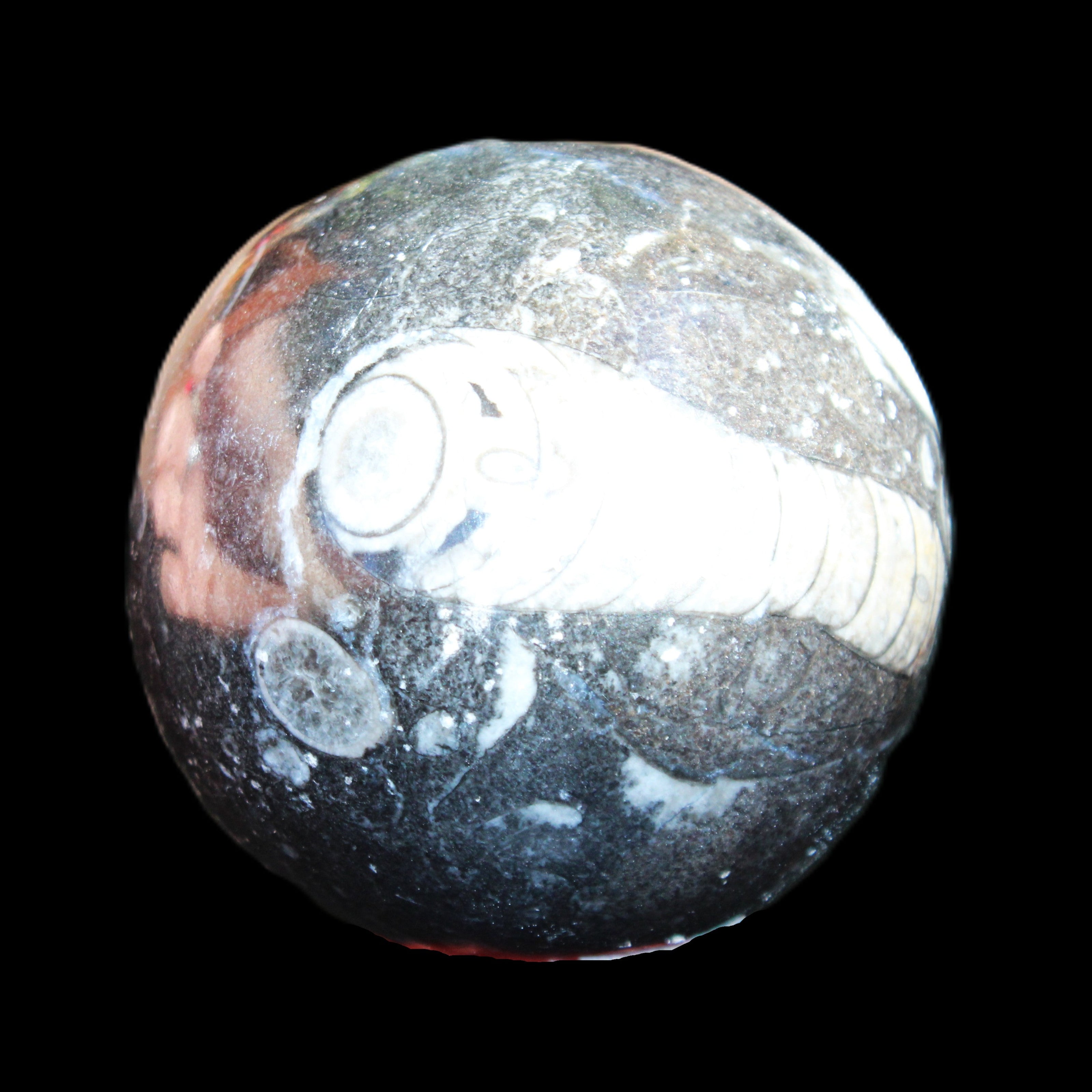 Orthoceras sphere 345g in sunlight - Rocks and Things Store