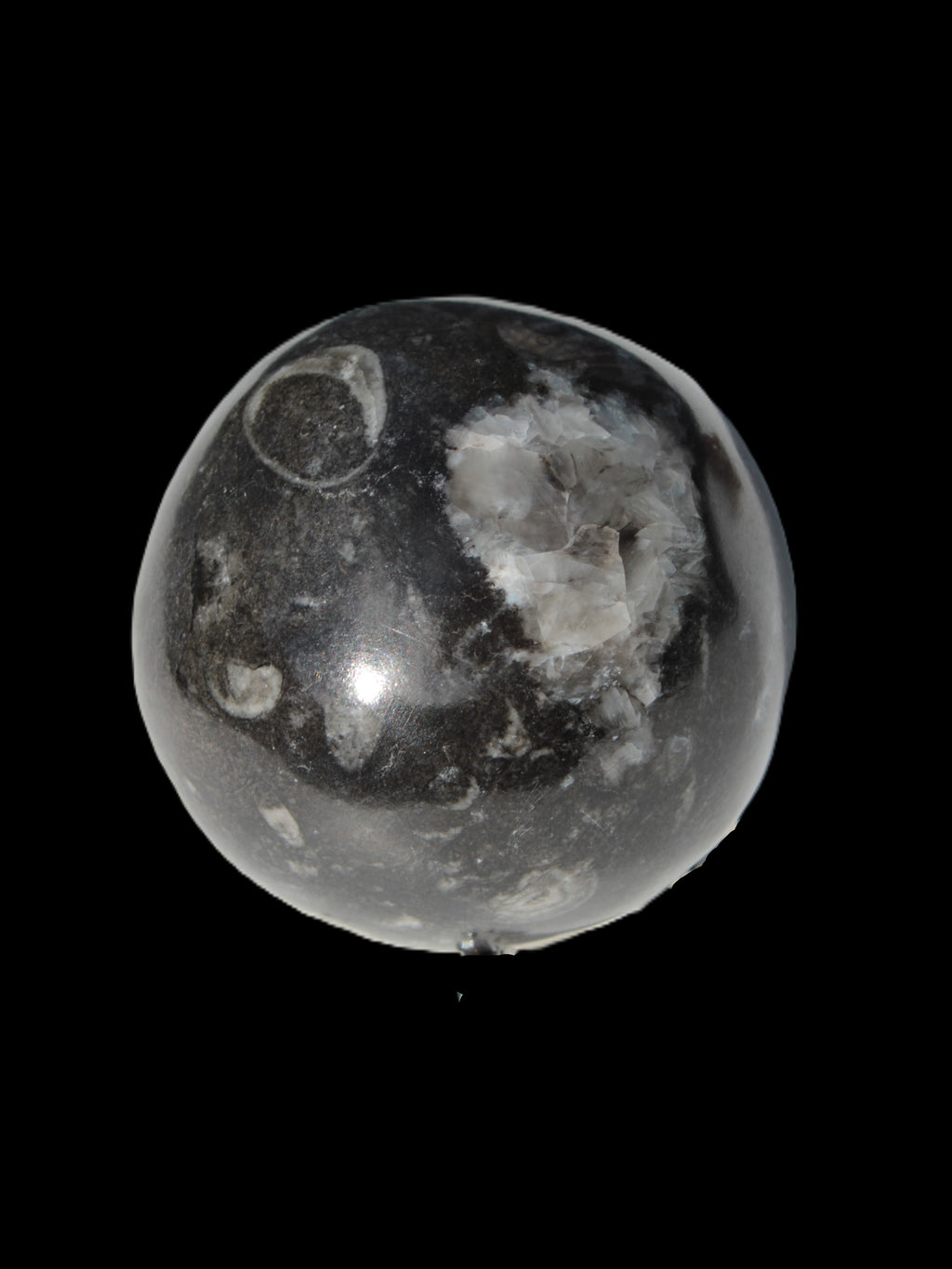 Orthoceras sphere 345g Rocks and Things