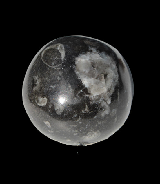 Orthoceras sphere 345g Rocks and Things