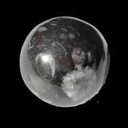 Orthoceras sphere 345g Rocks and Things