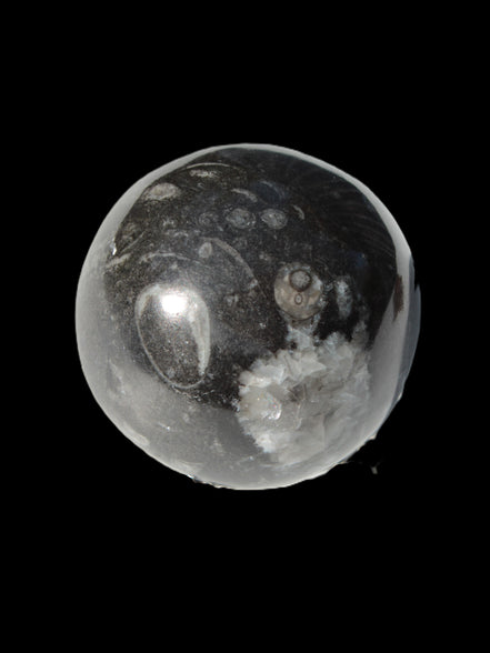 Orthoceras sphere 345g Rocks and Things