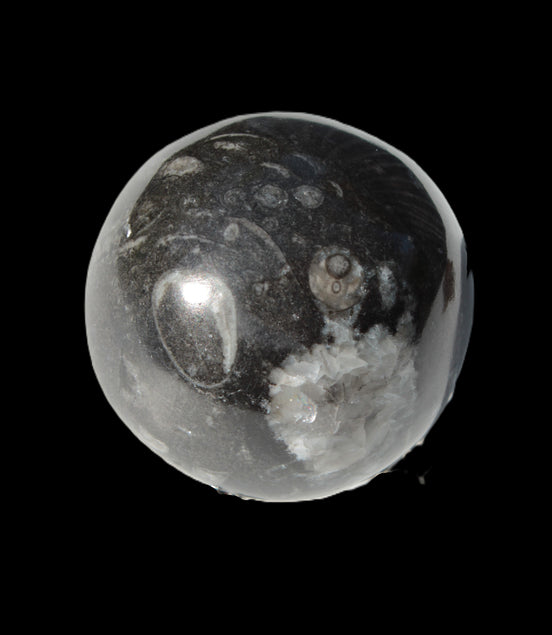 Orthoceras sphere 345g Rocks and Things