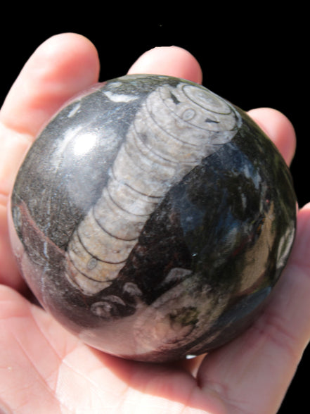 Orthoceras sphere 345g Rocks and Things
