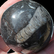 Orthoceras sphere 345g Rocks and Things