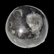 Orthoceras sphere 345g Rocks and Things