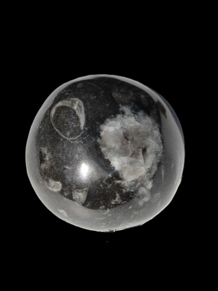 Orthoceras sphere 345g Rocks and Things