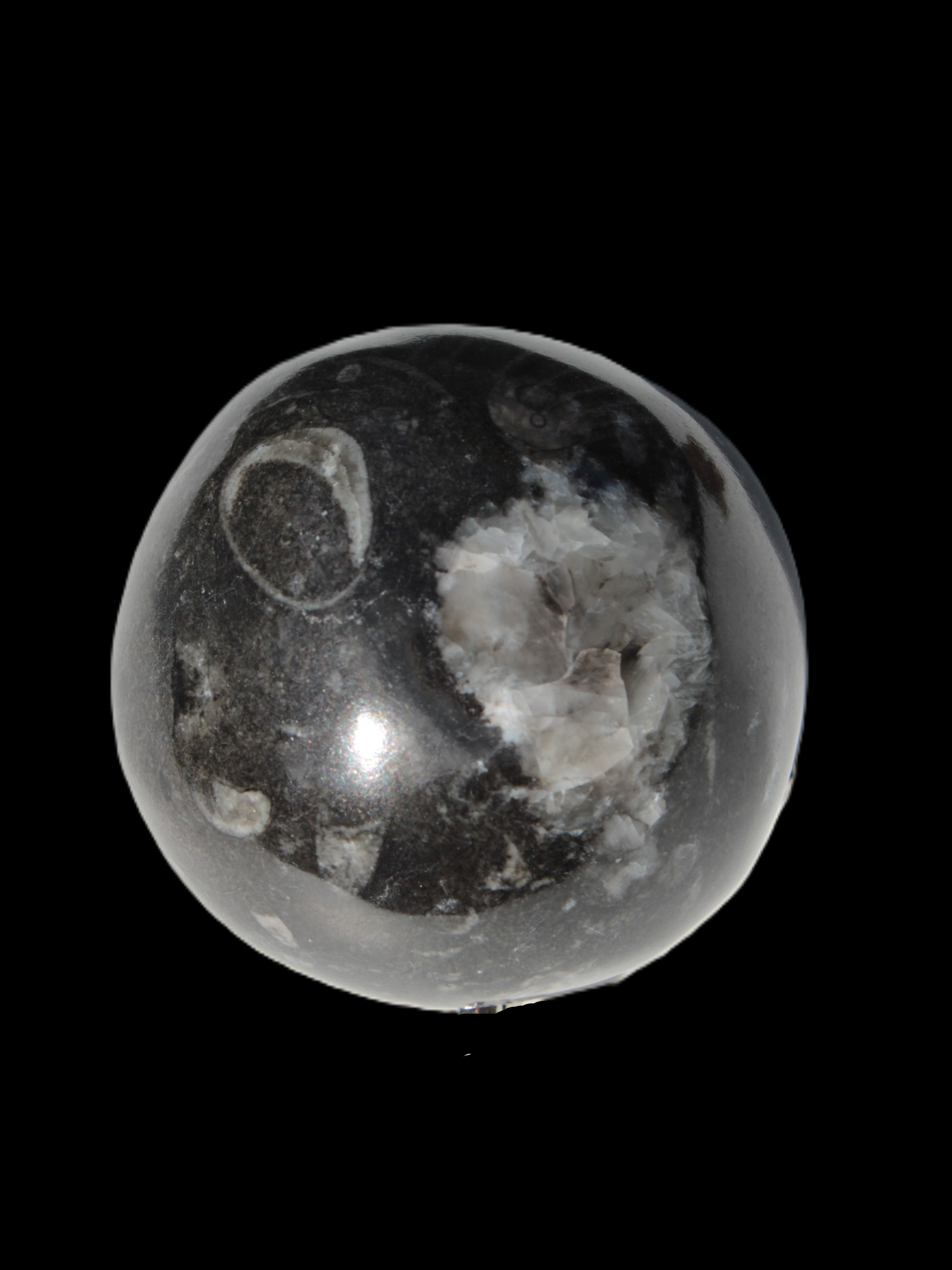 Orthoceras sphere 345g Rocks and Things