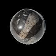 Orthoceras sphere 345g Rocks and Things