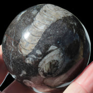 Orthoceras sphere 345g Rocks and Things