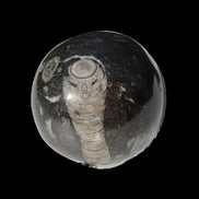 Orthoceras sphere 345g Rocks and Things