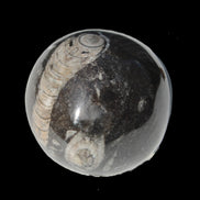 Orthoceras sphere 345g Rocks and Things