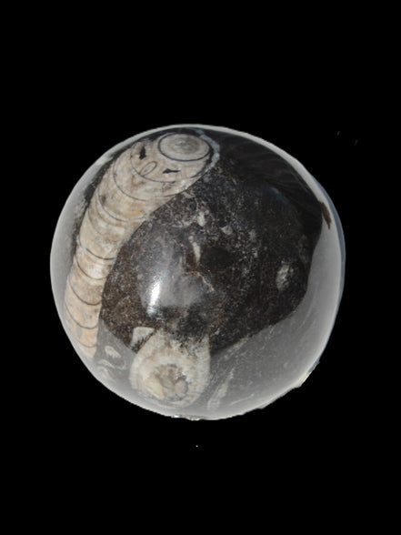 Orthoceras sphere 345g Rocks and Things