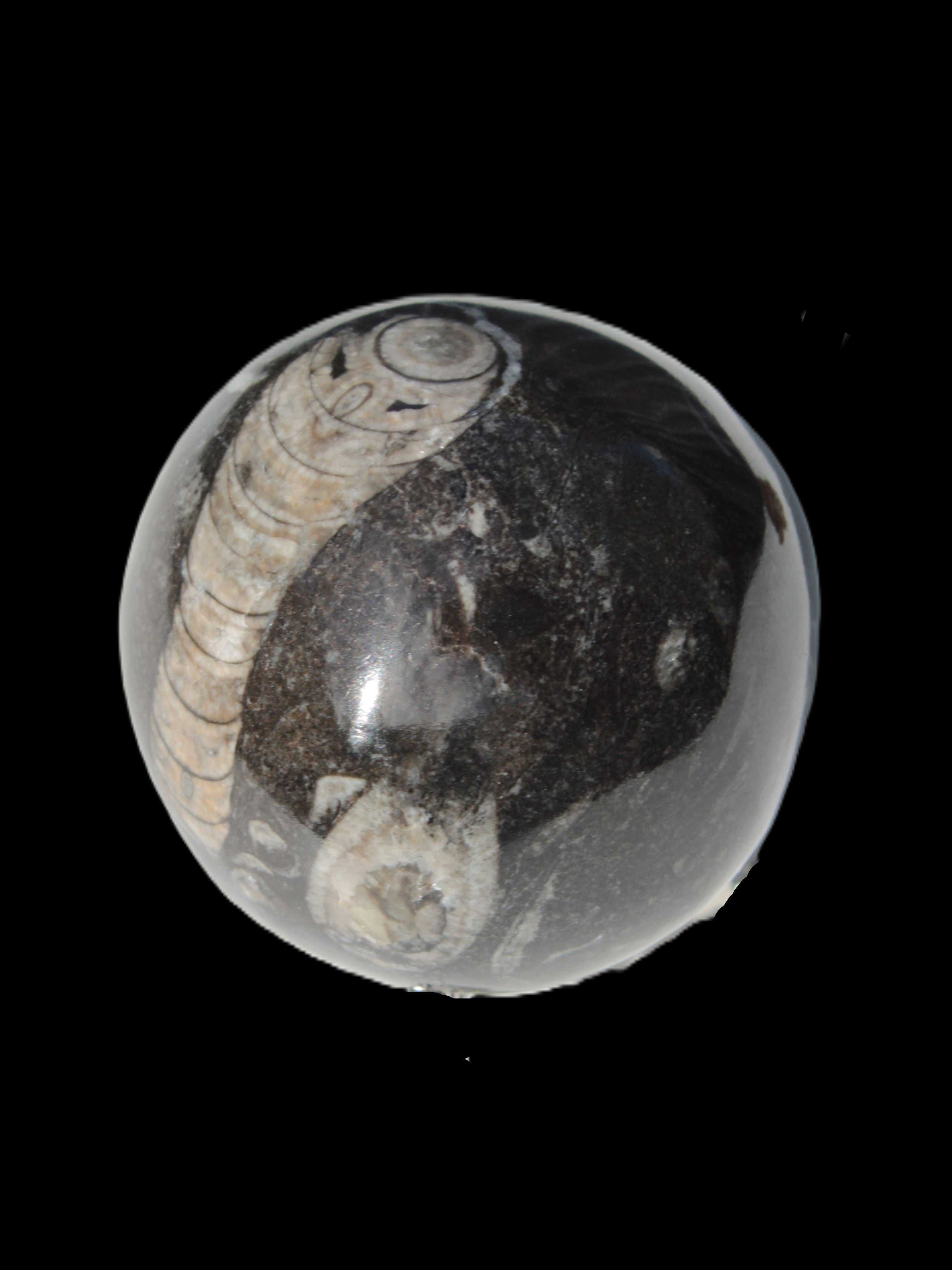 Orthoceras sphere 345g Rocks and Things