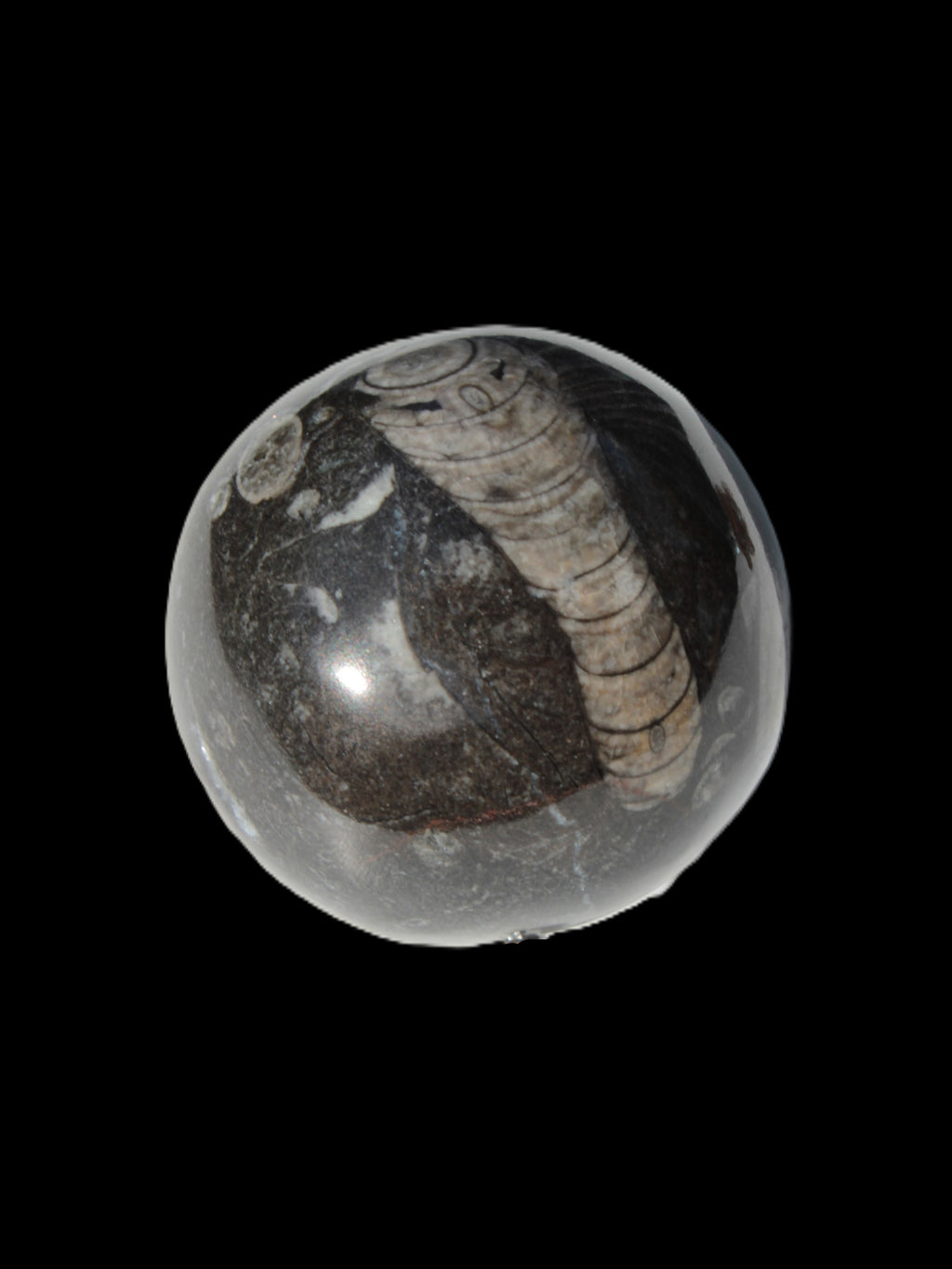 Orthoceras sphere 345g Rocks and Things