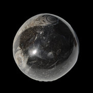 Orthoceras sphere 345g Rocks and Things