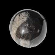 Orthoceras sphere 345g Rocks and Things