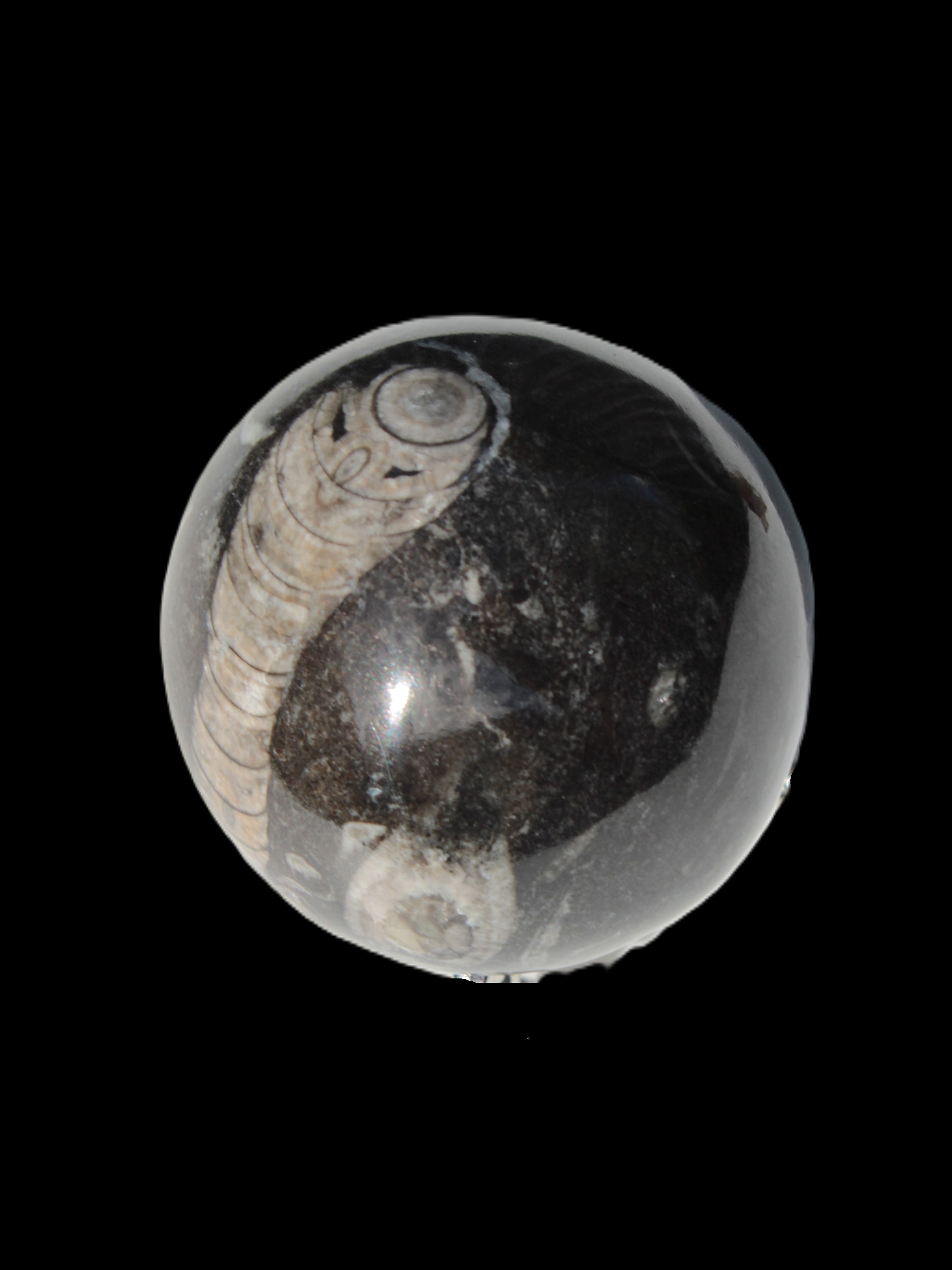 Orthoceras sphere 345g Rocks and Things