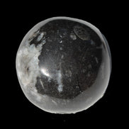 Orthoceras sphere 345g Rocks and Things