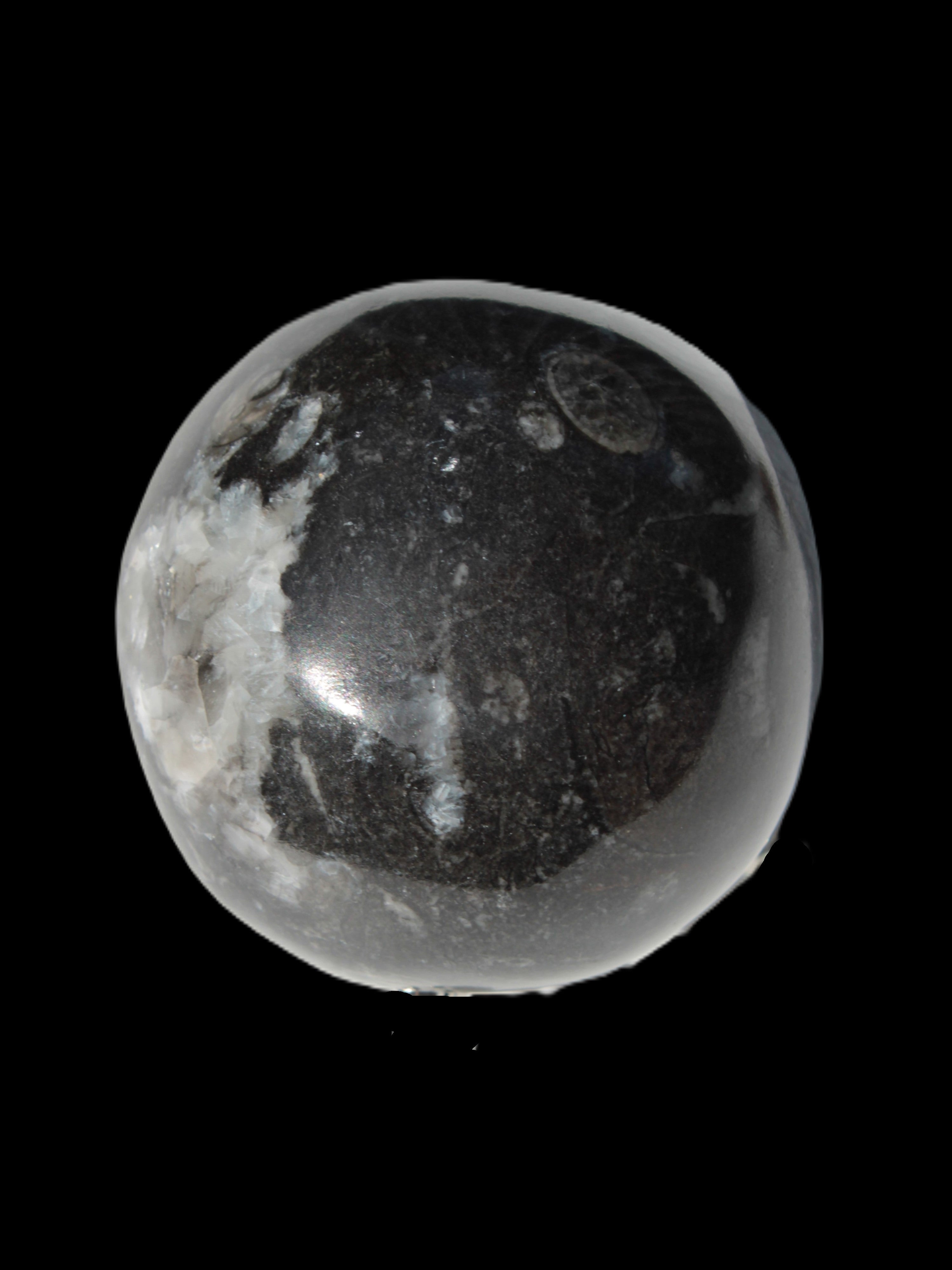 Orthoceras sphere 345g Rocks and Things