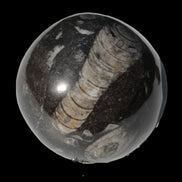 Orthoceras sphere 345g Rocks and Things