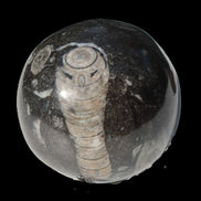Orthoceras sphere 345g Rocks and Things