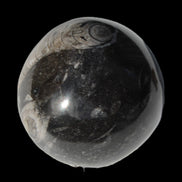 Orthoceras sphere 345g Rocks and Things