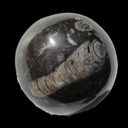 Orthoceras sphere 345g Rocks and Things