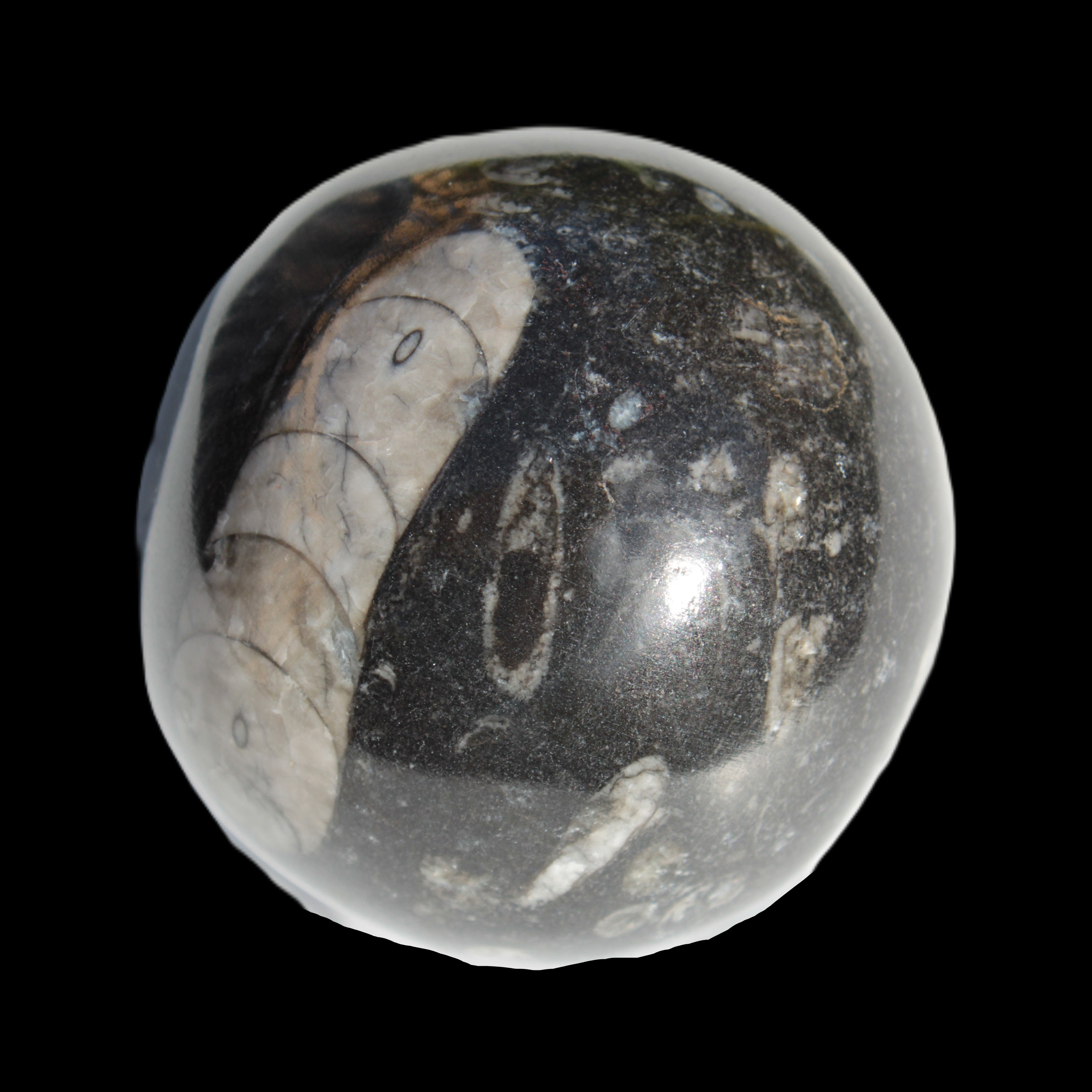 Orthoceras sphere 64mm 368.5g Rocks and Things