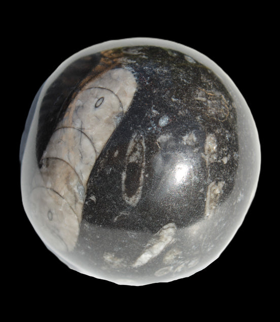 Orthoceras sphere 64mm 368.5g Rocks and Things