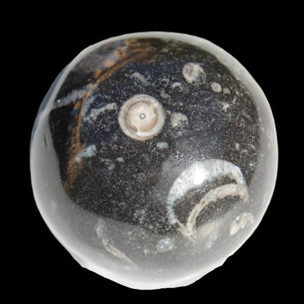 Orthoceras sphere 64mm 368.5g in sunlight -Rocks and Things Store