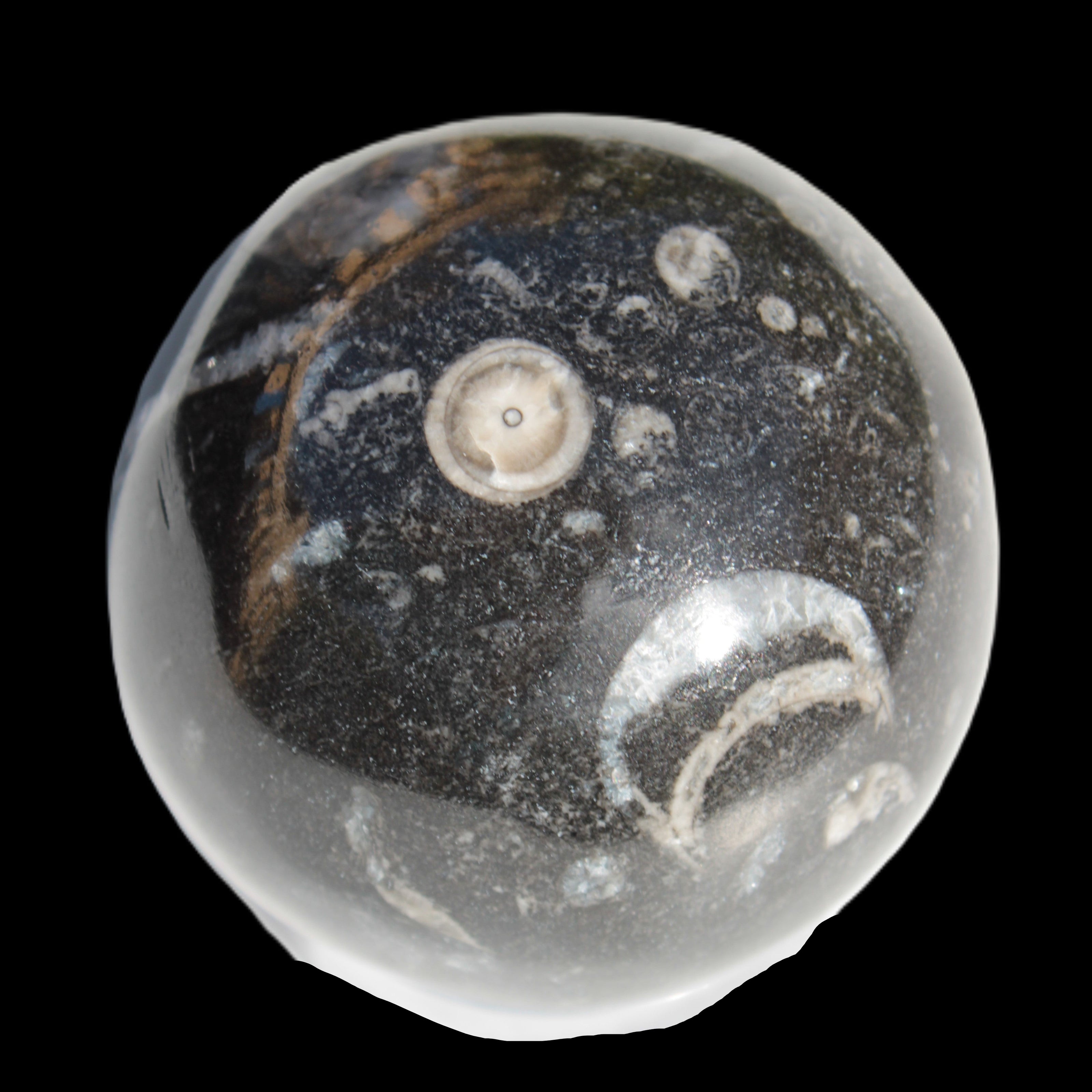 Orthoceras sphere 64mm 368.5g in sunlight -Rocks and Things Store