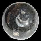 Orthoceras sphere 64mm 368.5g Rocks and Things